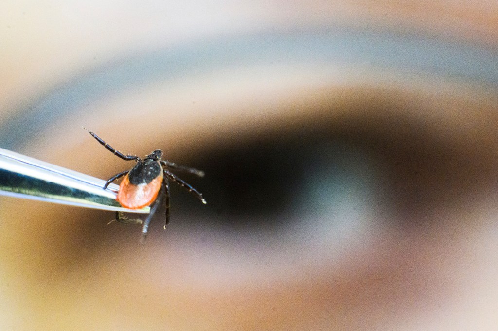 A tick being held up in tweezers.