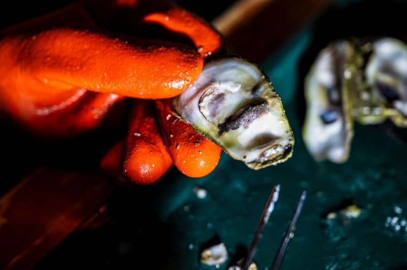 Students dissecting an oyster.