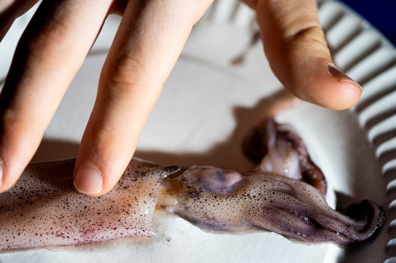 Student dissecting an oyster.