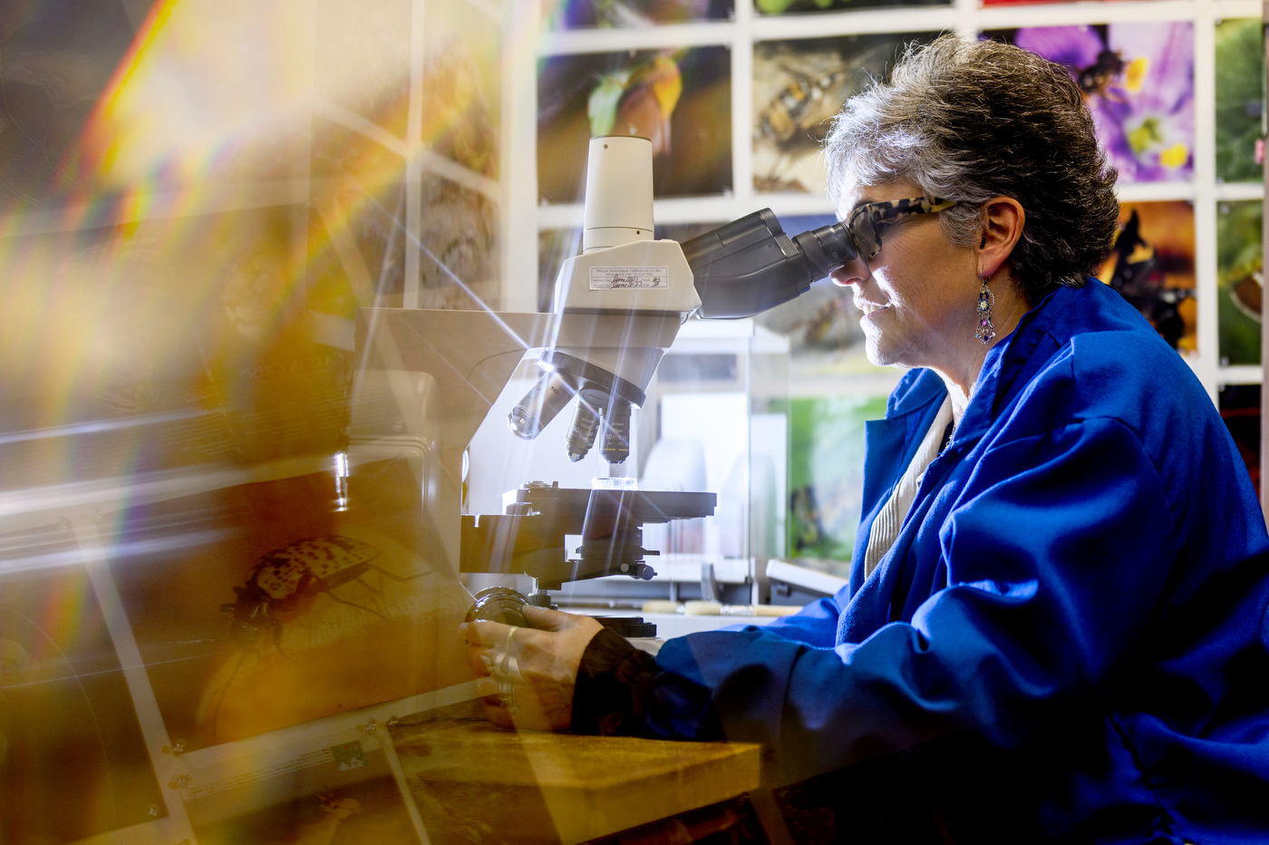 Rebeca Rosengaus looking through and adjusting a microscope.