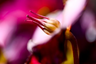 A vibrant pink, purple flower blooms.