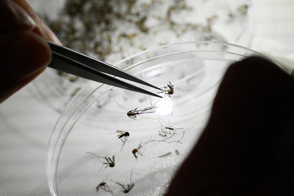 Mosquitos in a petri dish.