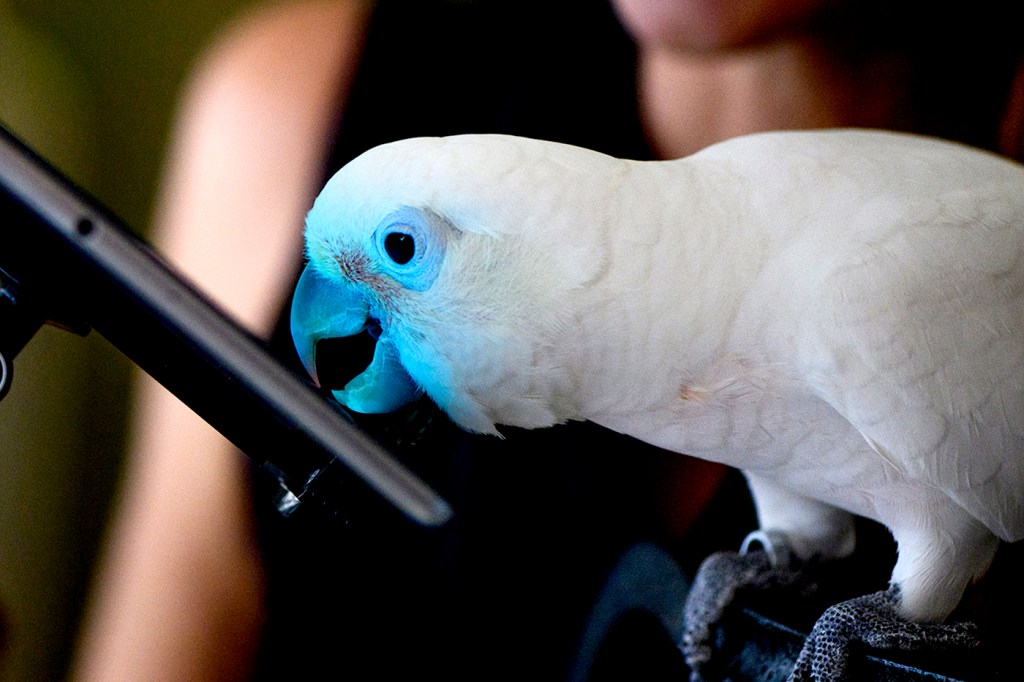 A white parrot taps on the screen of a tablet.