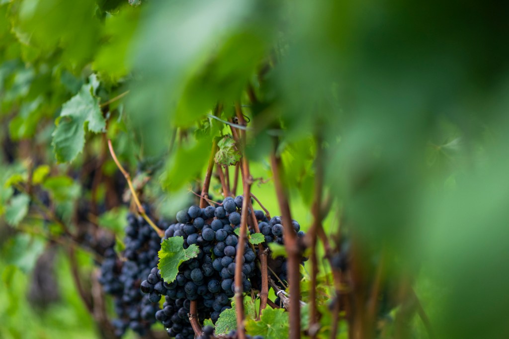 Grapes at a vineyard in Rhode Island.