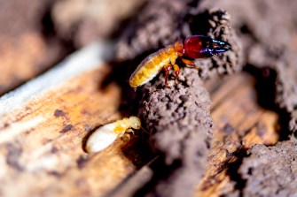 Termites on a piece of wood.