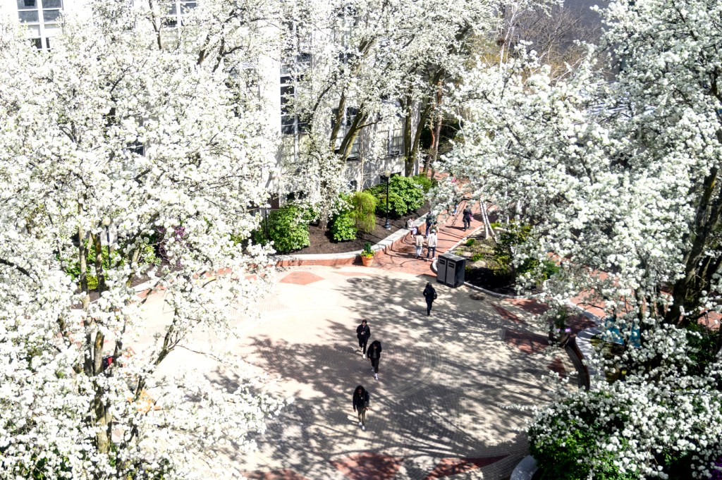 A circle of pear trees with white flowers in bloom outside on a sunny day.