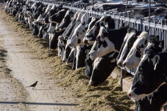 A bird in front of a line of dairy cattle feeding at a farm.