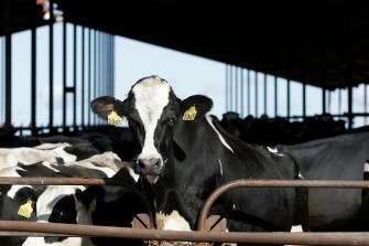 A dairy cow looking directly at the camera.