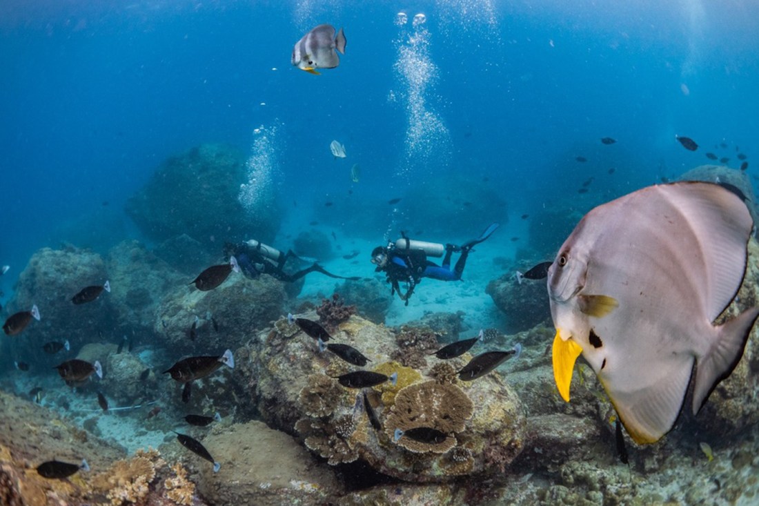 Two people scuba diving under water amongst schools of fish.