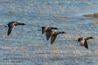 A flock of geese flying over a body of water.