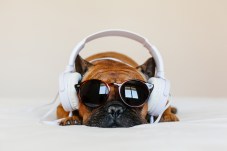 A brown french bulldog with sunglasses and white over the ear headphones.