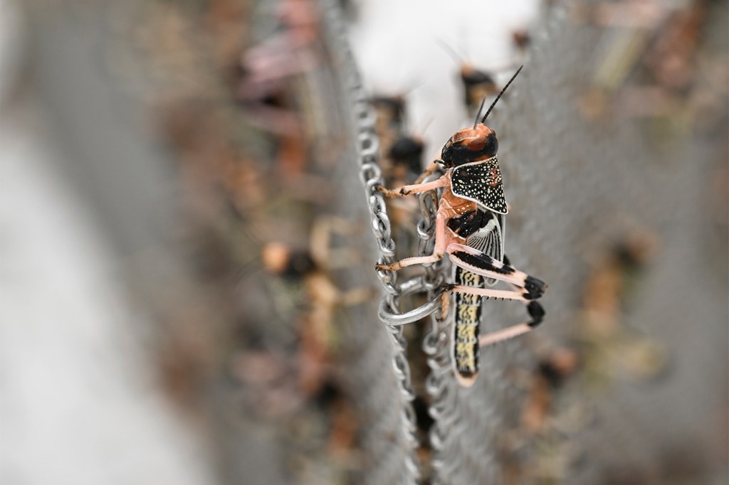 A desert locust.