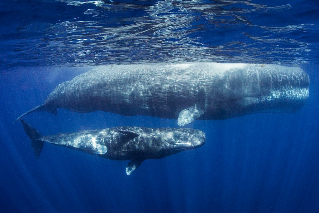 Two sperm whales swimming, photographed under the water.