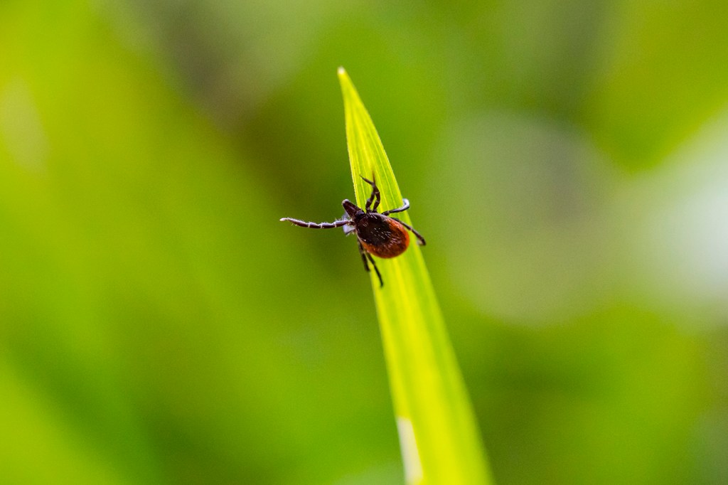 A deer tick on a blade of grass.