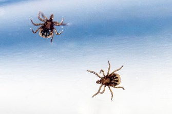 Ticks on a white and blue surface.