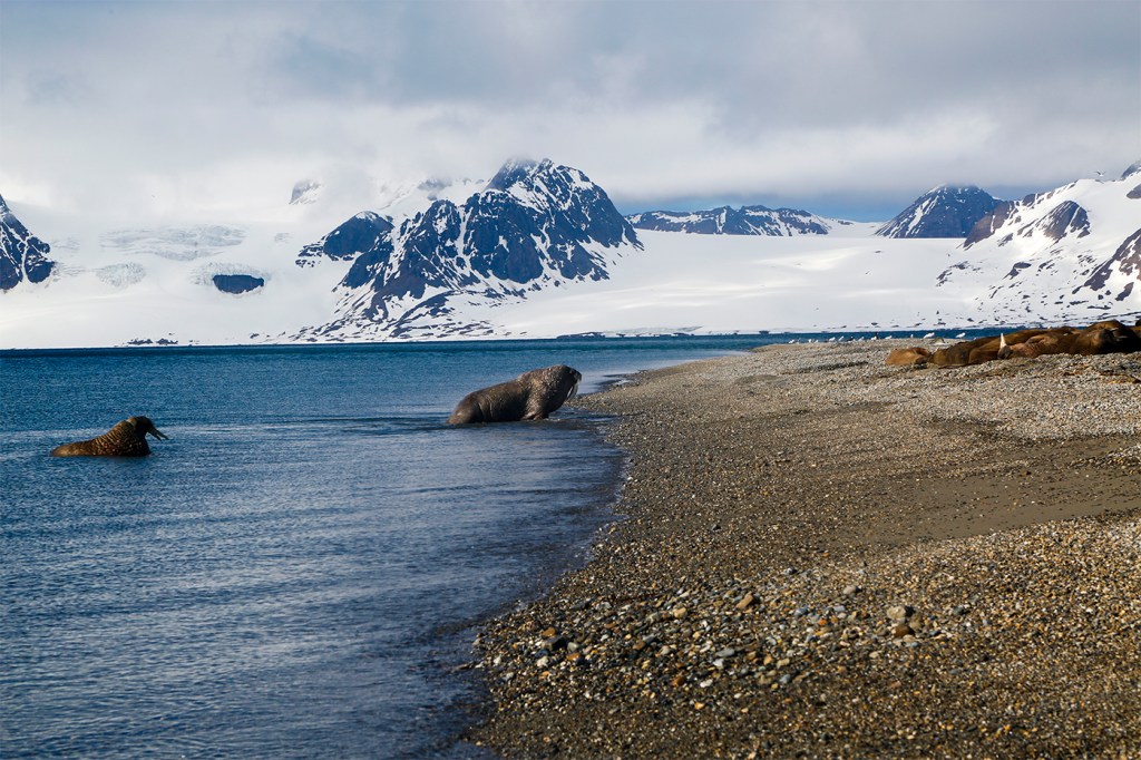 A walrus approaches shore in the arctic circle.