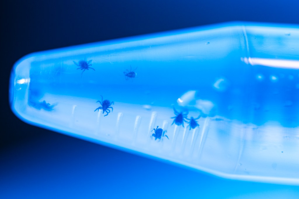 tiny ticks in a syringe in liquid in a lab setting