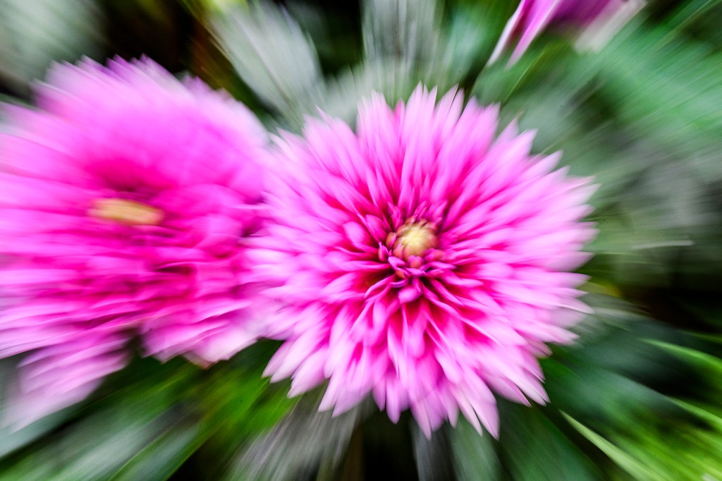 A blurred image of two pink flowers in full bloom.