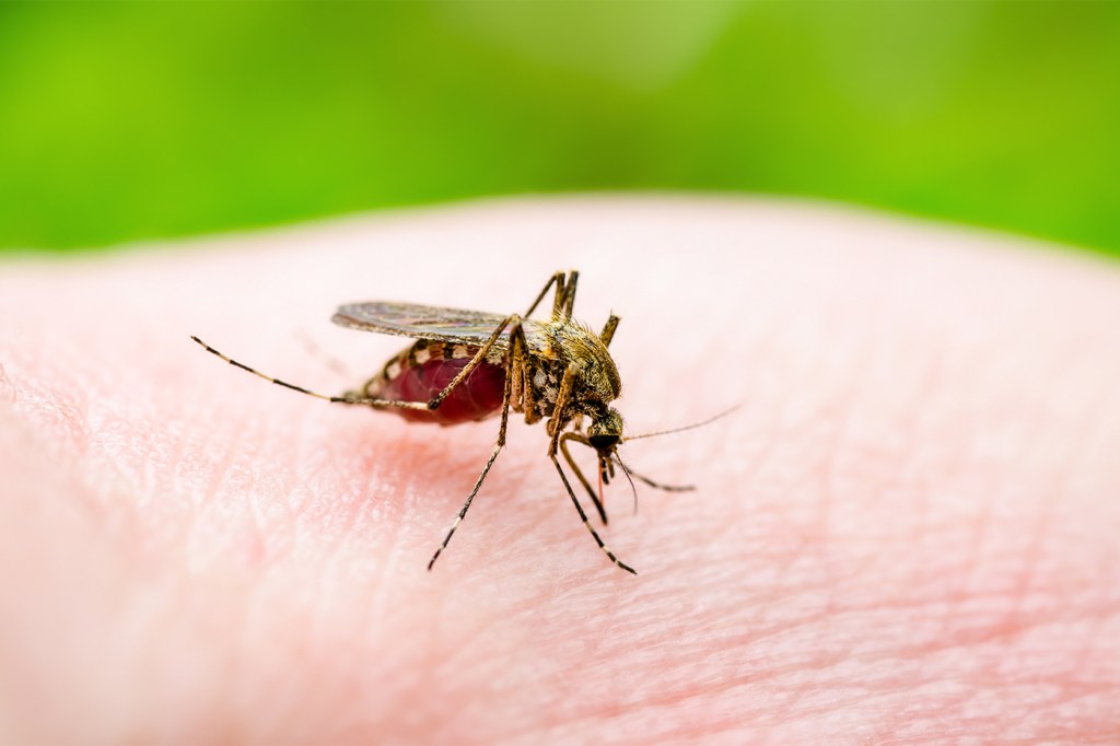 A mosquito on a person's skin.