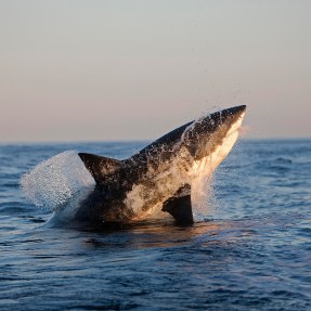 A Great White Shark jumping out of the ocean.