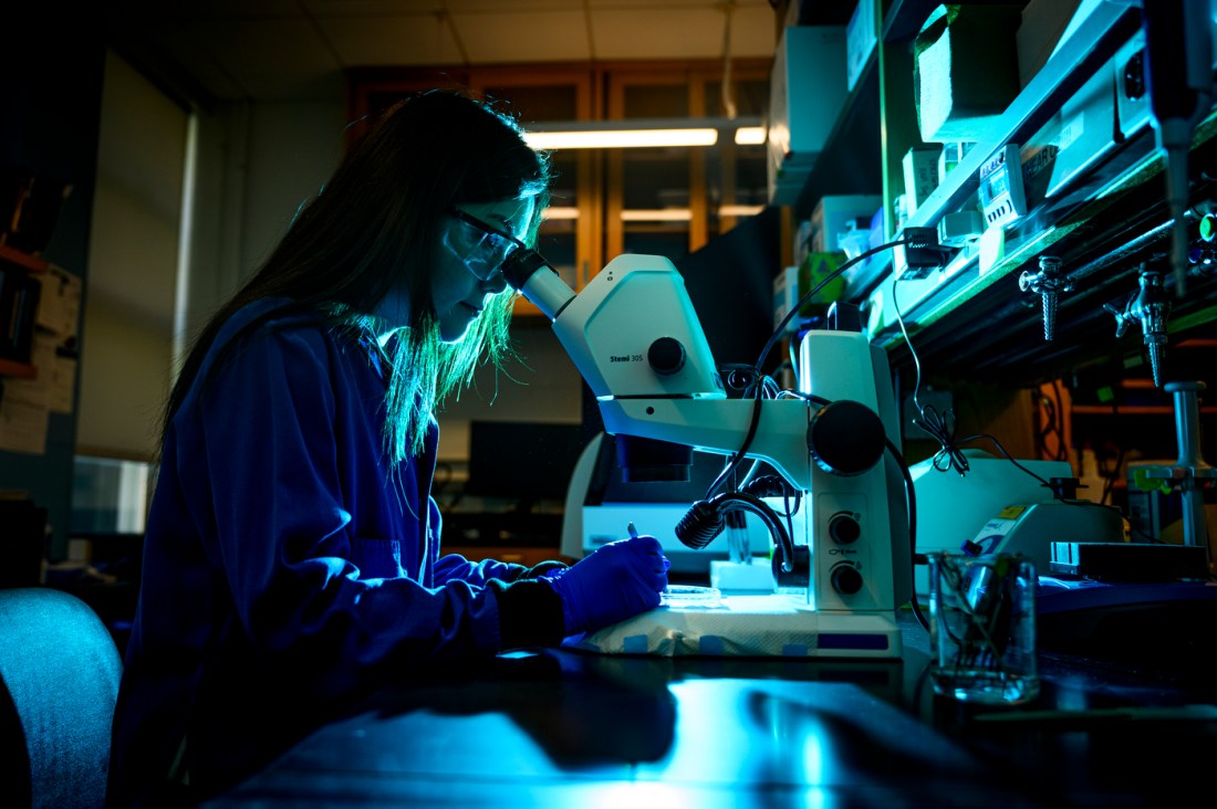 Yiwei Kong looking through a microscope.