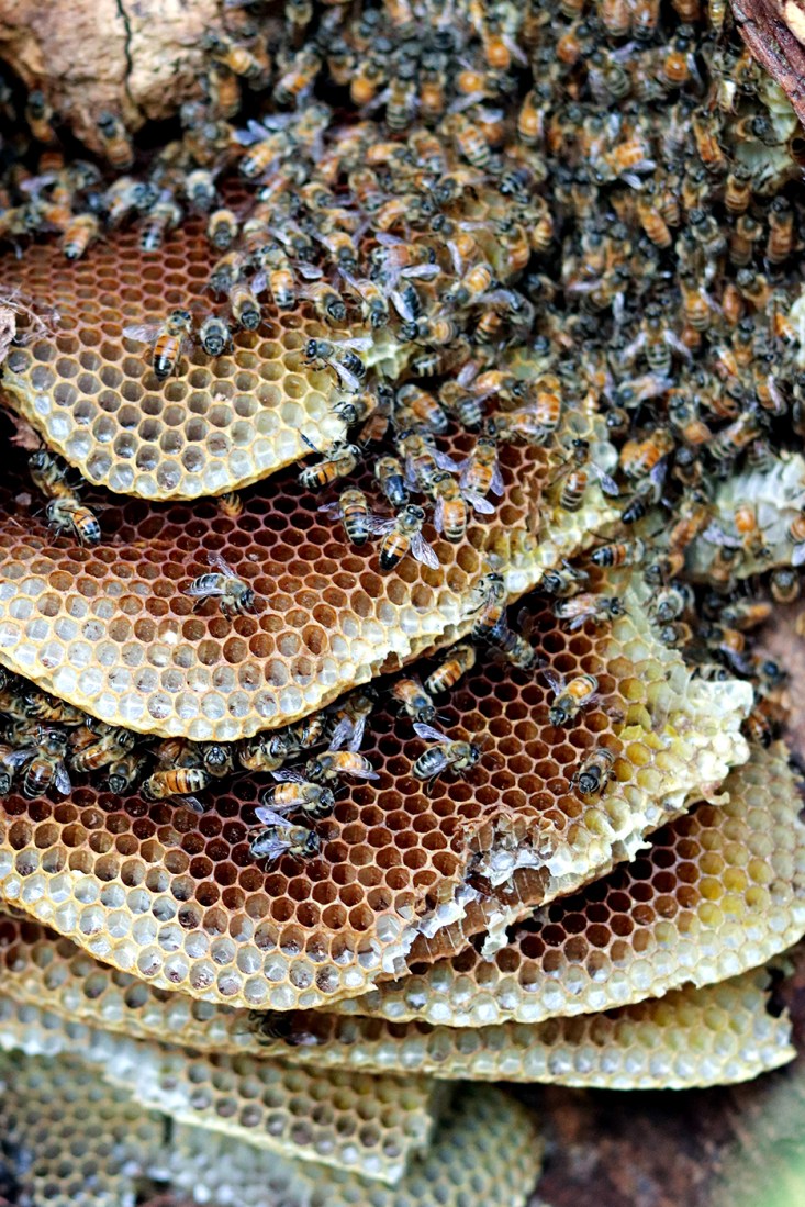 A hive full of honey bees. 