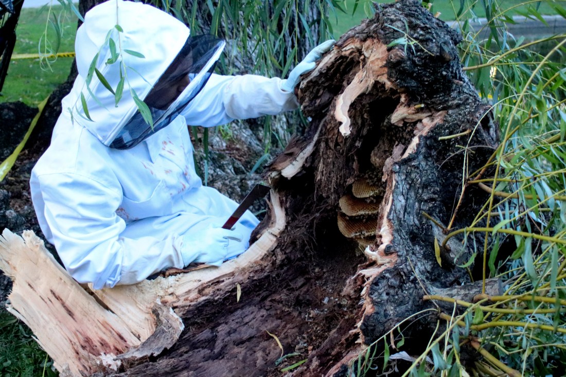 A beekeeper in a white beekeeping suit examining the beehive.
