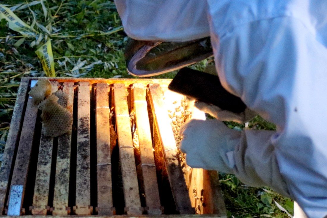 A beeker using their phone flashlight to illuminate the beehive.