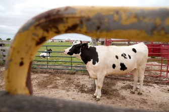 A dairy cow standing in a feeding pen.