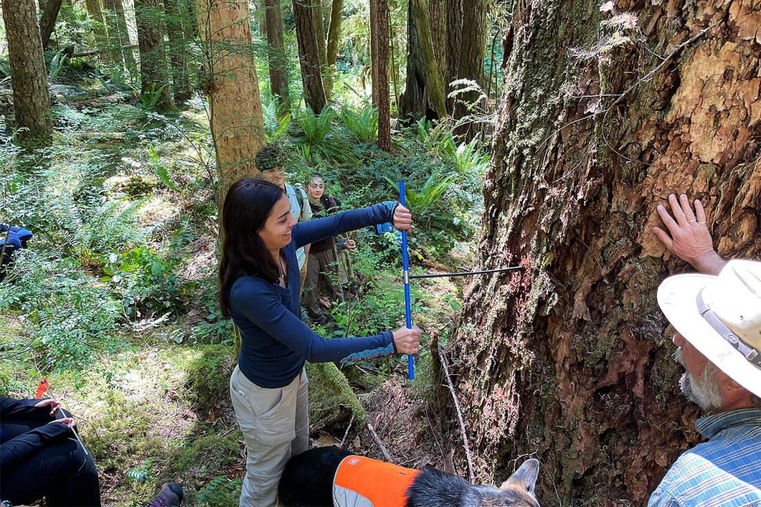 A student using a tool on an ancient tree.