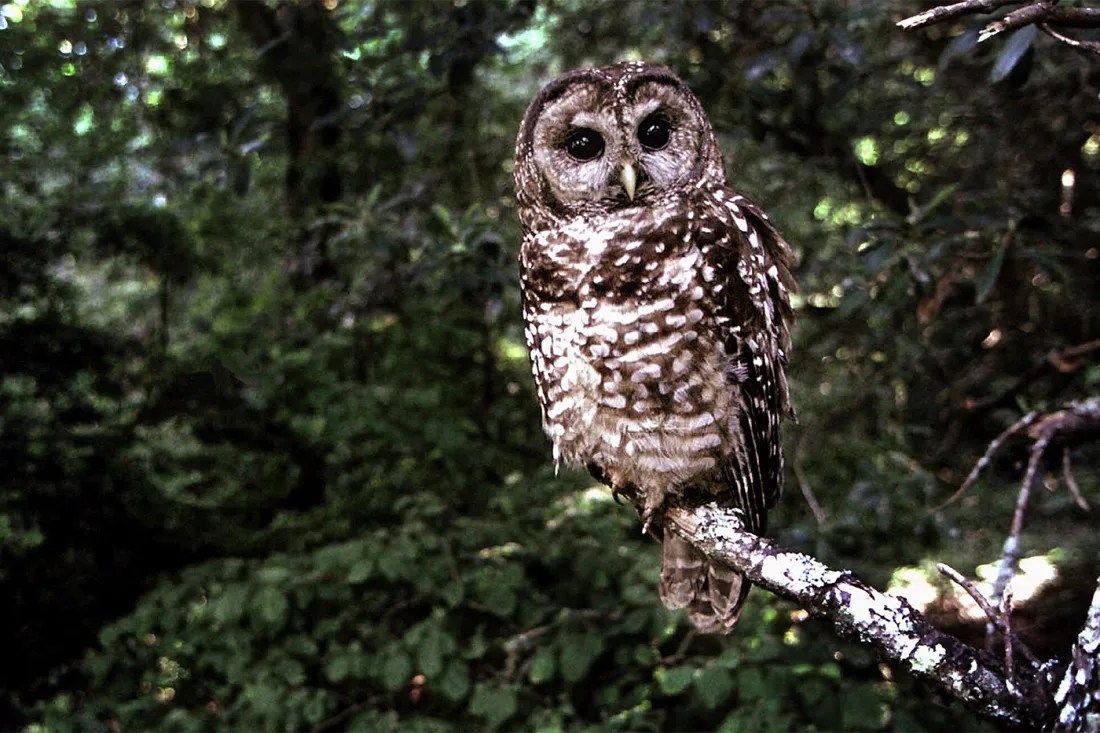 An owl in an old-growth forest in the Pacific Northwest.