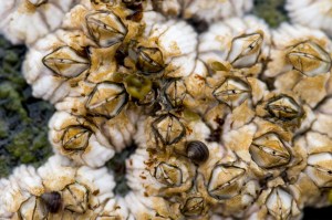 A close-up image of barnacles.