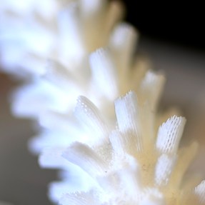 A white coral.