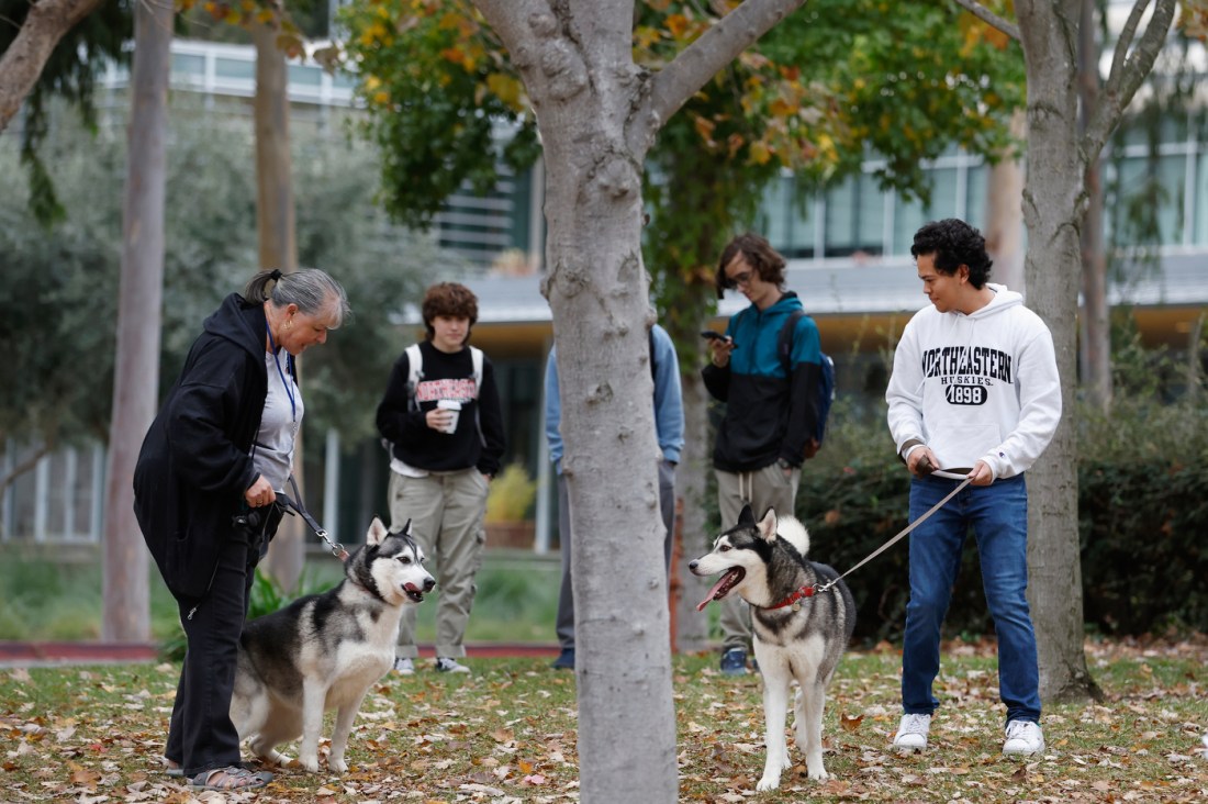 Two people holding husky dogs on a leash.