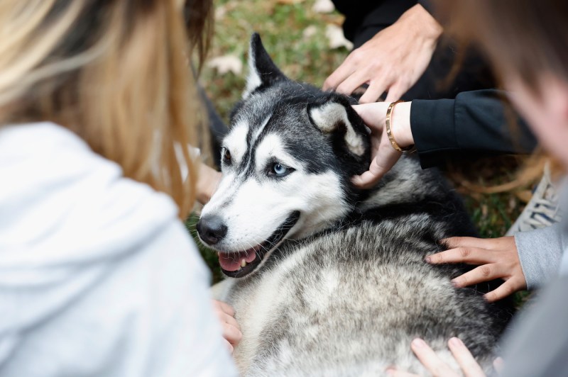 Several students reach their hands in to pet a husky.