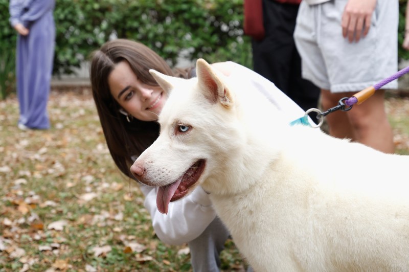 A person petting a white husky dog.