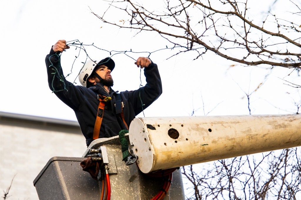 A person working outdoors to set up holiday decorations in a tree.