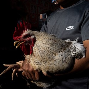 A person holding a chicken in their arms.