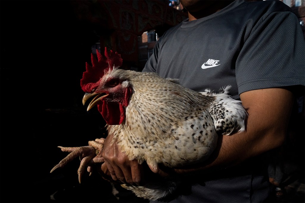 A person holding a chicken in their arms.