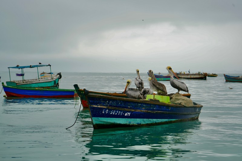 Pelicans on a boat in the water.