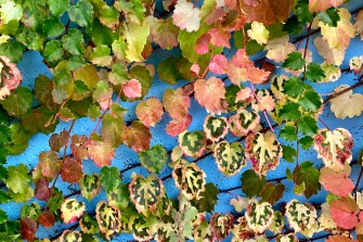 Ivy leaves changing color against a blue wall.