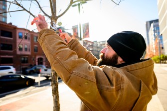 Gregory La Plume inspecting a white oak tree on Columbus Ave.