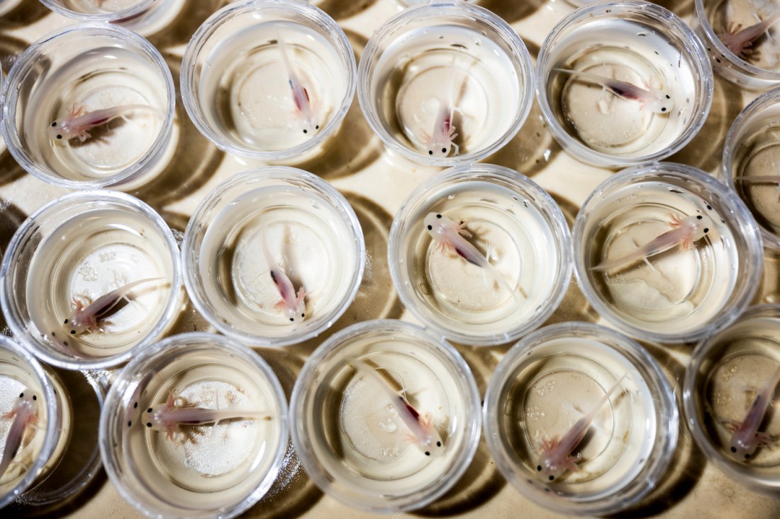 Axolotls in clear plastic containers.