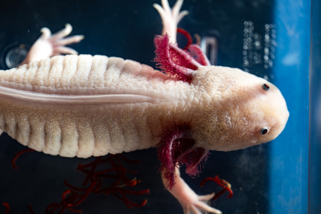 An axolotl seen from above in a lab.