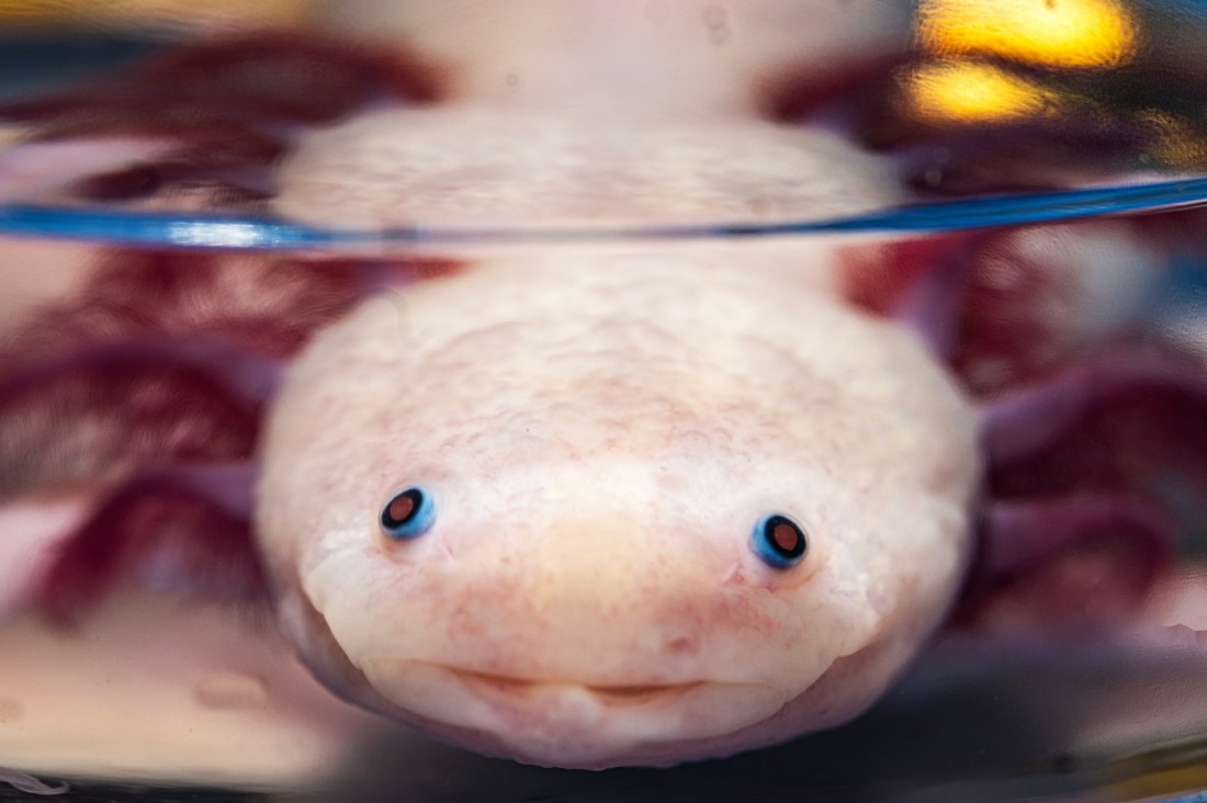 A closeup of an axolotl in water.