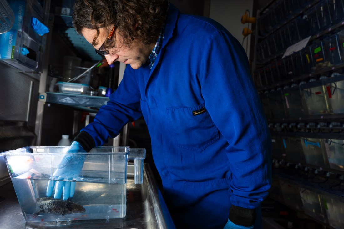 James Monaghan working with axolotls in a lab.