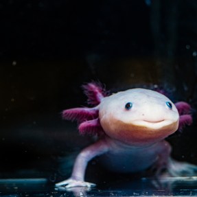 An axolotl in a lab.