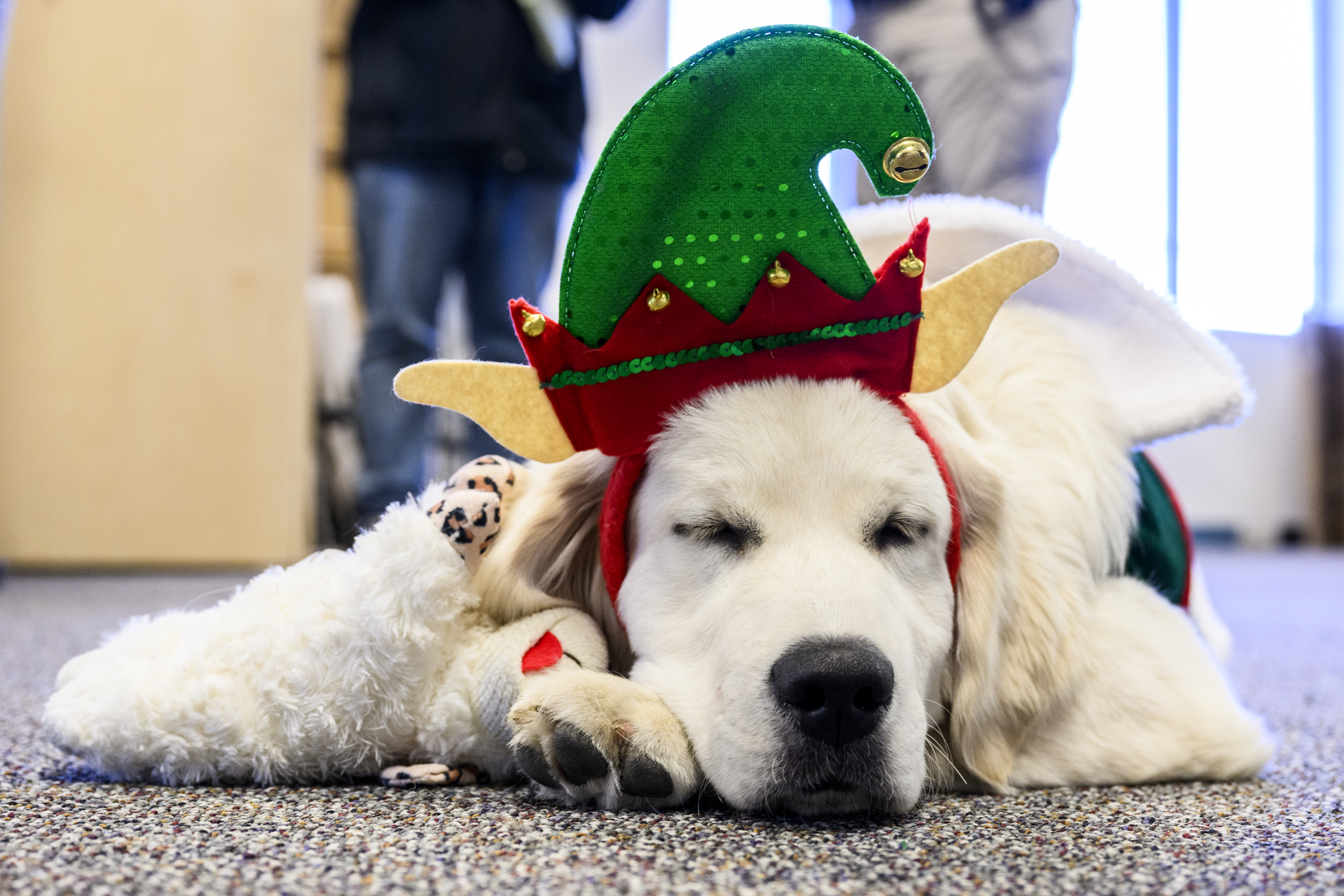 A dog dressed in festive holiday attire rests indoors during a community event.