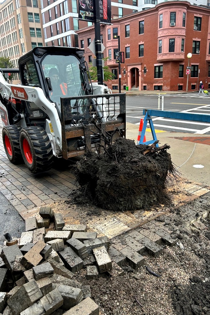 Construction equipment being used to plant a white oak. 