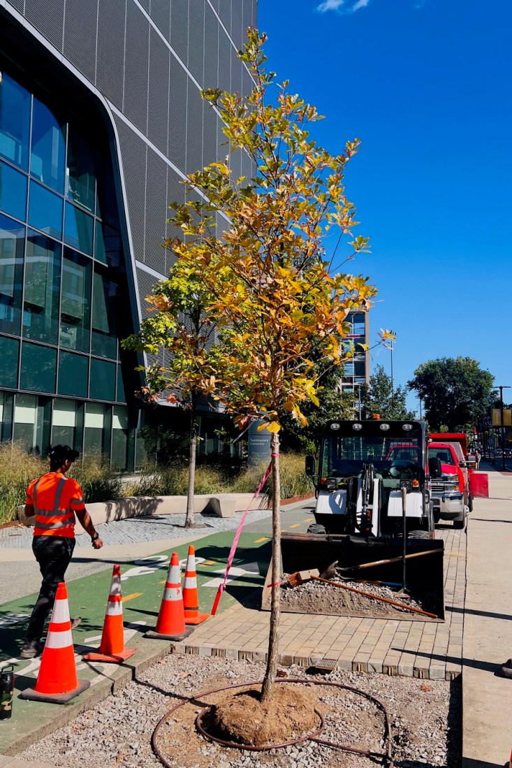 Construction equipment next to a white oak outside of ISEC.